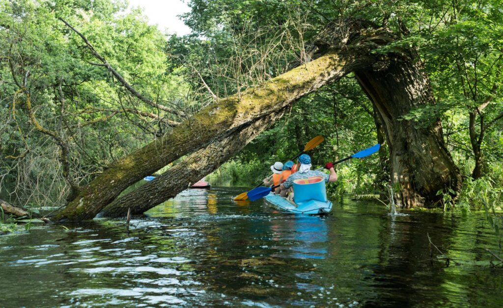 kayaking under fallen tree