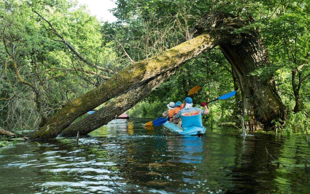 Mangrove kayaking kochi