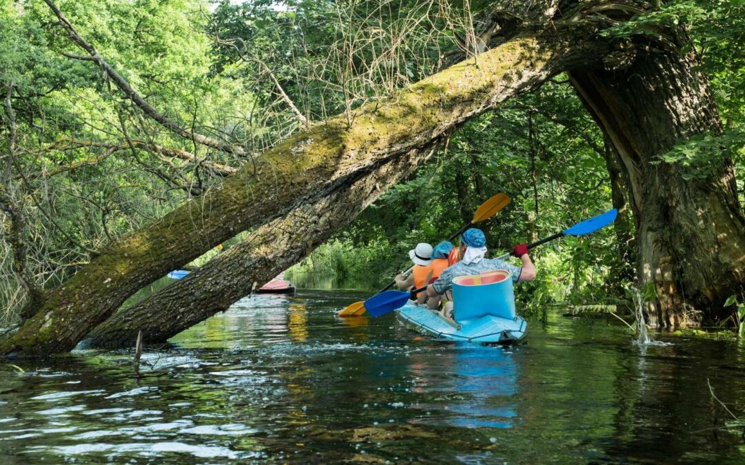 kayaking under fallen tree