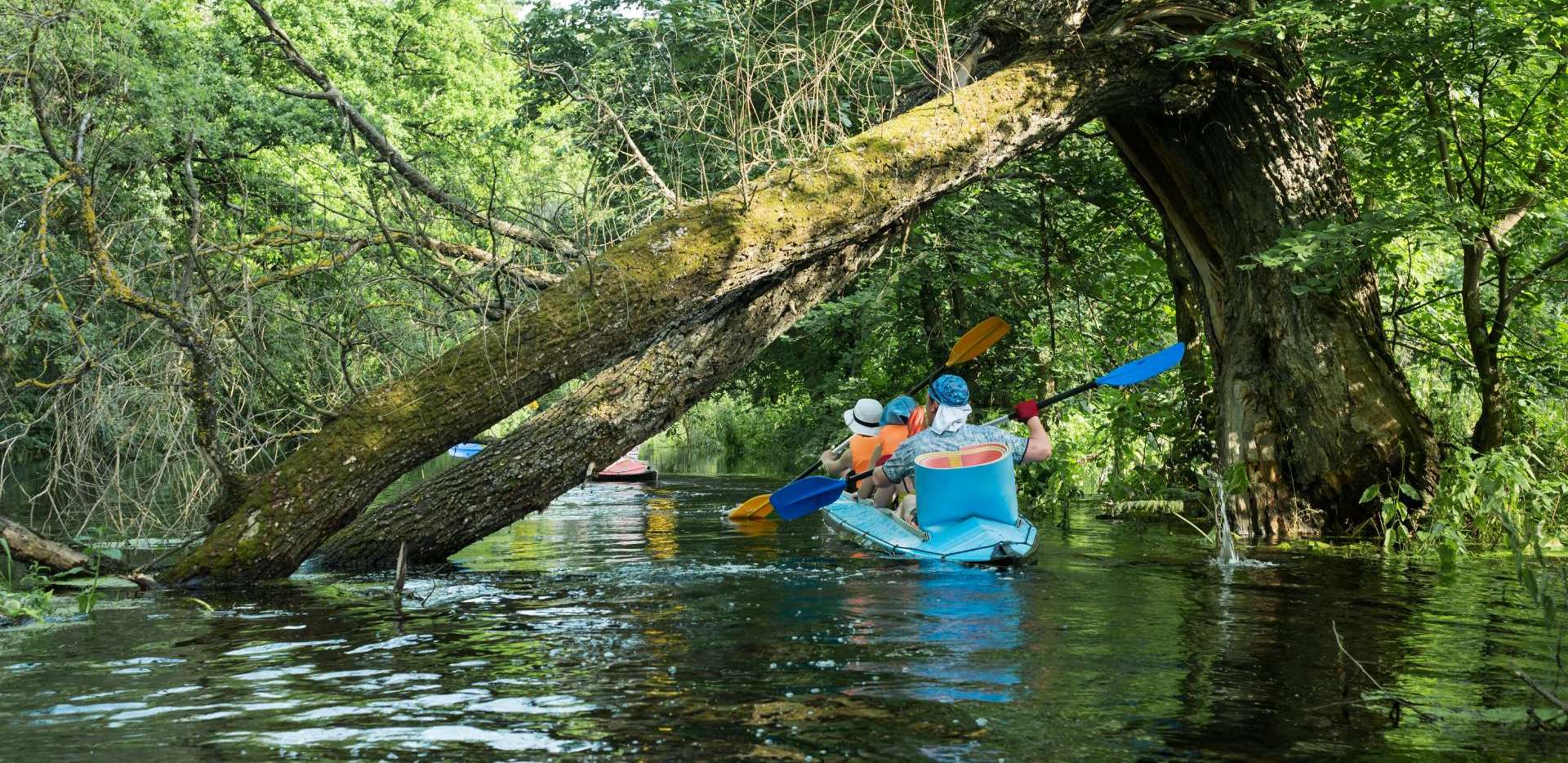 kayaking under fallen tree Kayaking in Kochi
