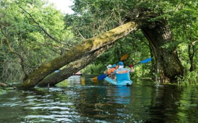Mangrove Kayaking