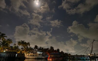 “Bird Watching in Kochi: Top Spots to Observe Exotic & Migratory Birds”