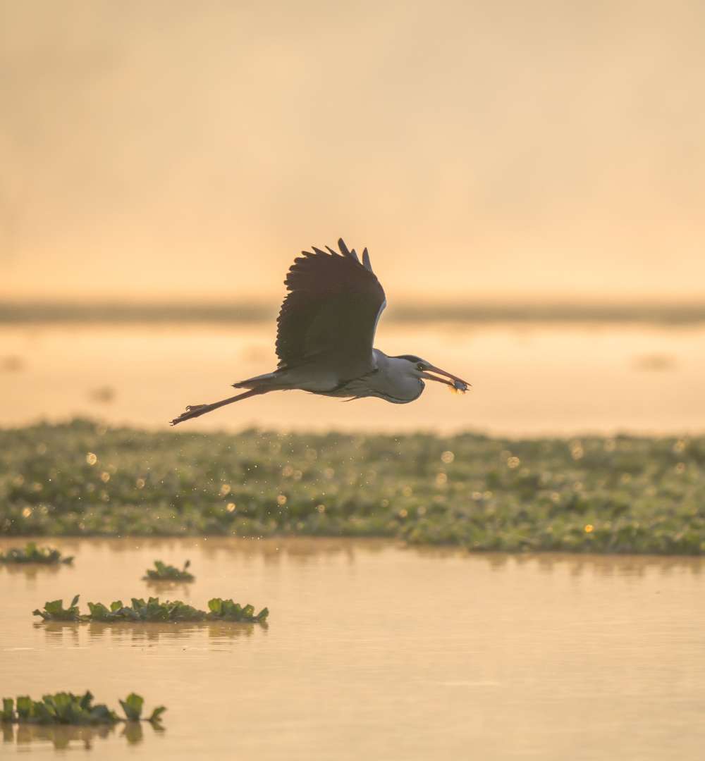Bird Watching Tour in Kochi experience for kayaking in Kochi