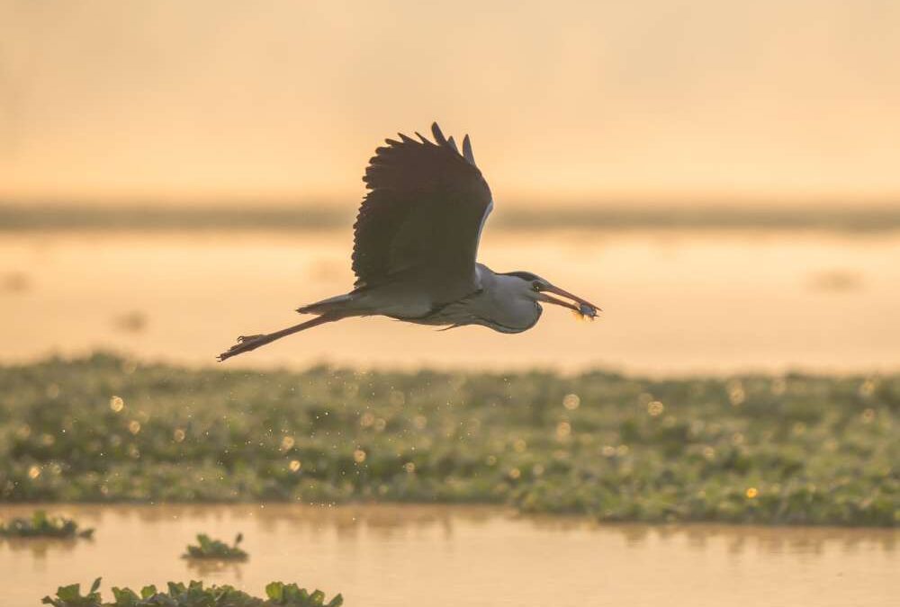 best places for birdwatching near Kochi