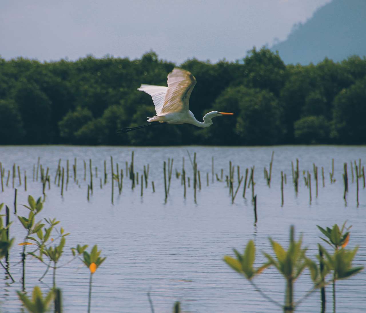 best places for birdwatching near Kochi